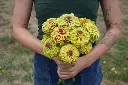 FL4078_Queeny_Lime_with_Blotch_Zinnia_DSC02150_29a28beb-bb4c-4847-976e-b1293b3fdf9b_x640_crop_center.webp