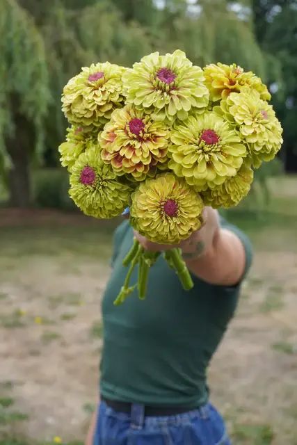 FL4078_Queeny_Lime_with_Blotch_Zinnia_DSC02155_86d8f9bc-8ae5-4890-9d62-38c4498484ef_x640_crop_center.webp