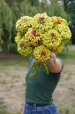 FL4078_Queeny_Lime_with_Blotch_Zinnia_DSC02155_86d8f9bc-8ae5-4890-9d62-38c4498484ef_x640_crop_center.webp