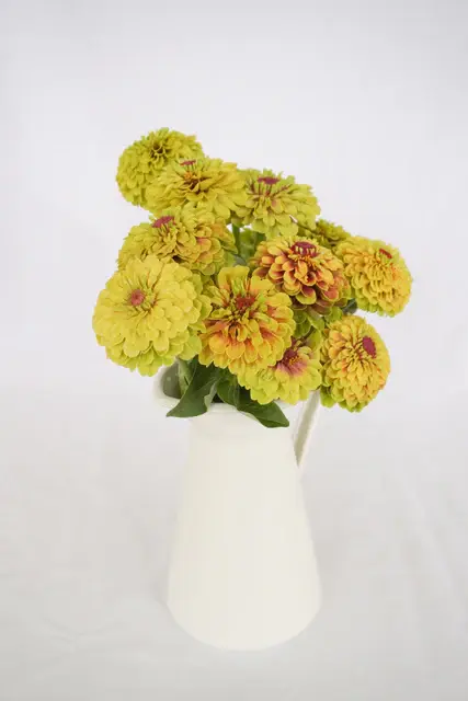FL4078_Queeny_Lime_with_Blotch_Zinnia_DSC01940_16e1343f-4307-4d58-b3d5-fcf20425e5aa_x640_crop_center.webp
