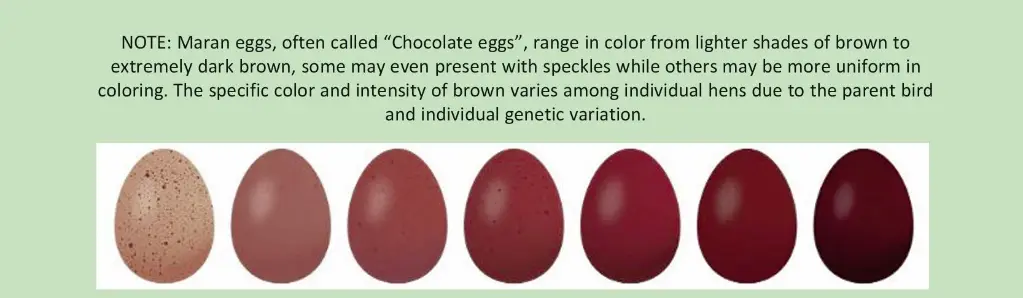 20250113_0221eggcolorchart.webp