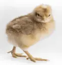 20250113_0306belefielder_chick_1_300x310.webp