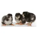 20250113_020620200124_0911cuckoo_marans_chicks_300x310.webp