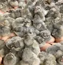 20250113_0216lavendar_orpington_chicks_300x310.webp