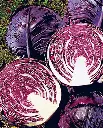 WCS Cabbage - Ruby Perfection F1 (Red)