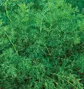 WCS Herbs - Dill Ella Organic