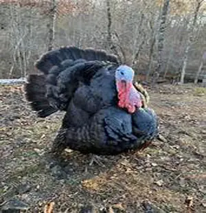 Miller Hatcheries- Artisan Gold Turkey | 56 North Ranch Supply