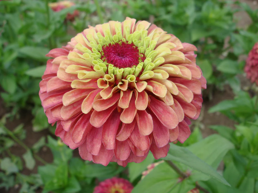 WCS Flowers - Zinnia Queeny Lime Red