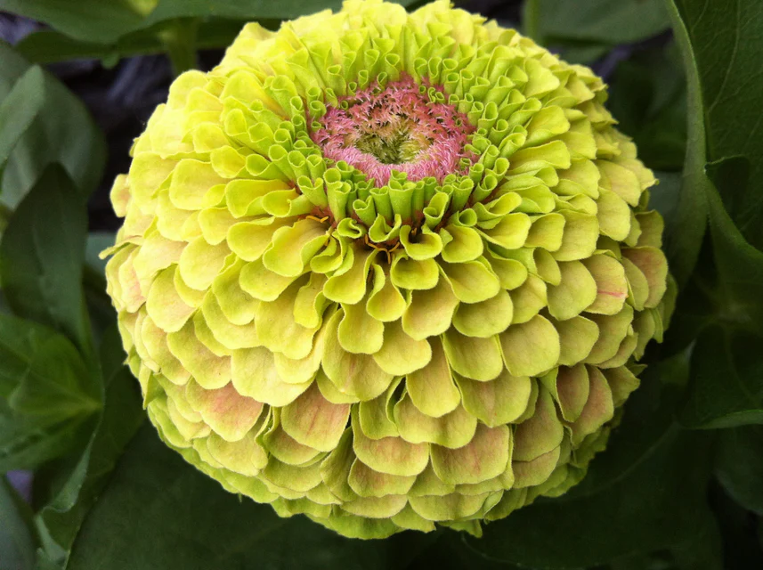 WCS Flowers - Zinnia Queeny Lime with Blotch