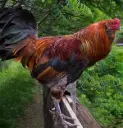 Miller Hatcheries- Heritage Amerucana