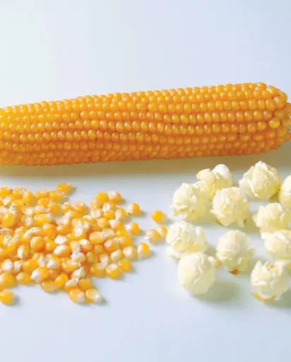 [CN374A] WCS Corn - Caramel Crisp Popcorn