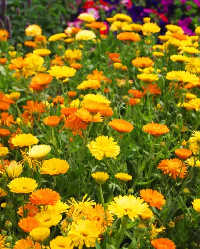 [FL1210A] WCS Flowers - Calendula Pacific Beauty